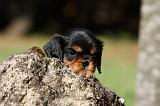 CAVALIER KING CHARLES 592